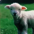 目白おかの内科のロゴ