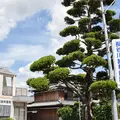 長谷川歯科医院 院長の写真